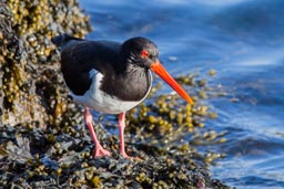 Oystercatcher