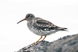 Purple sandpiper