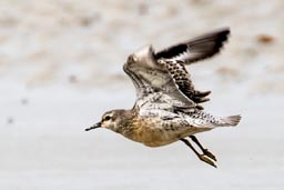 Red knot