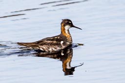 Red necked phalarope