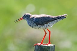 Redshank