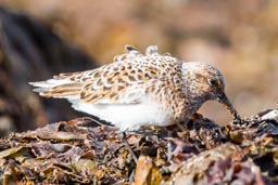 Sanderling