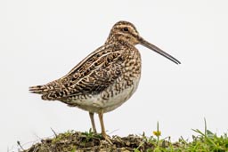 Snipe