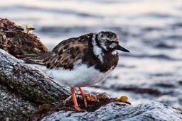 Turnstone