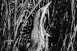 Bittern