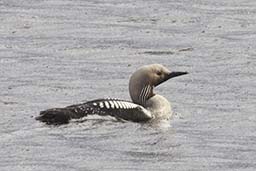 Black-throated diver