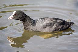 Coot