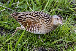 Corncrake