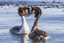 Great crested grebe