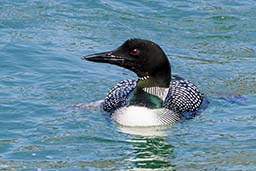 Great northern diver