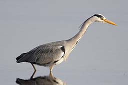 Grey heron