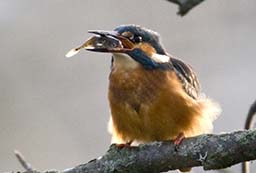 KIngfisher