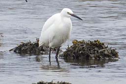 Little egret