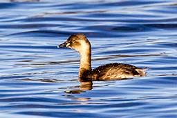 Little grebe