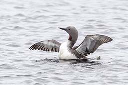 Red-throated diver