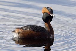 Slavonian grebe