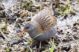 Water rail