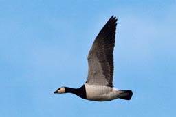 Barnacle goose