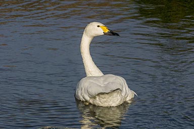 Bewick's swan