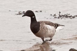 Brent goose