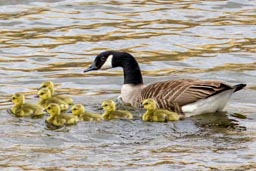 Canada goose