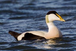 Eider duck