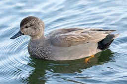 Gadwall