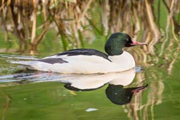 Goosander