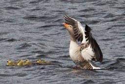 Greylag goose