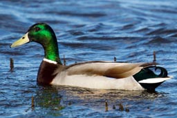 Mallard