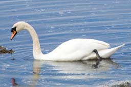 Mute swan