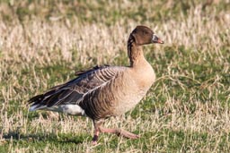 Pink footed goose