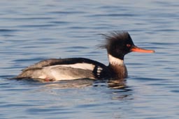 Red-breasted merganser