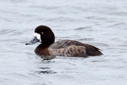 Scaup