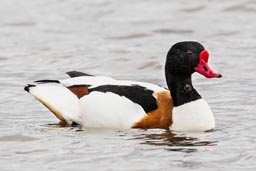 Shelduck