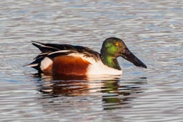 Shoveler