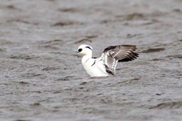 Smew