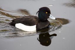 Tufted duck