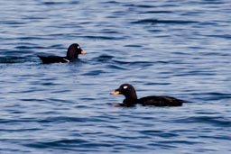 Velvet scoter