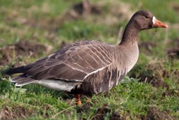 White-fronted goose