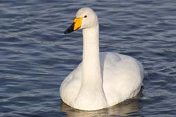 Whooper swan