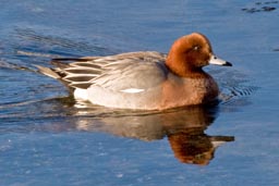 Wigeon