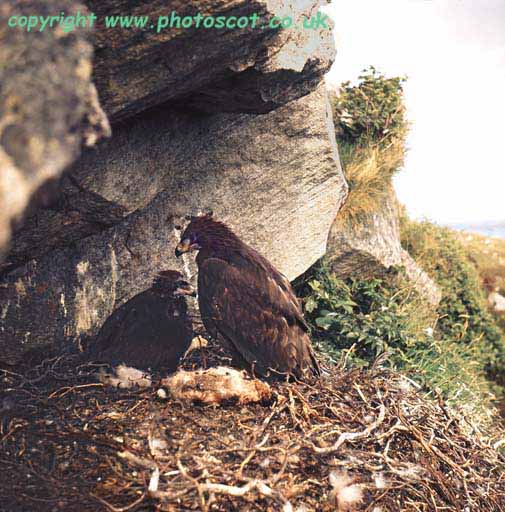 2 Golden Eagle chicks in nest