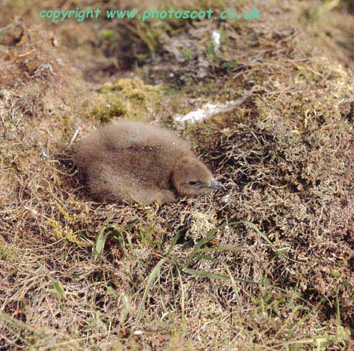 Arctic Skua chick