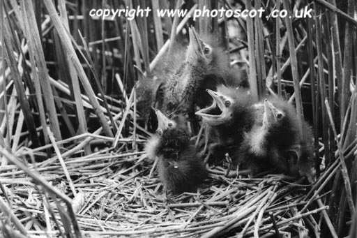 CEP 4 bittern chicks