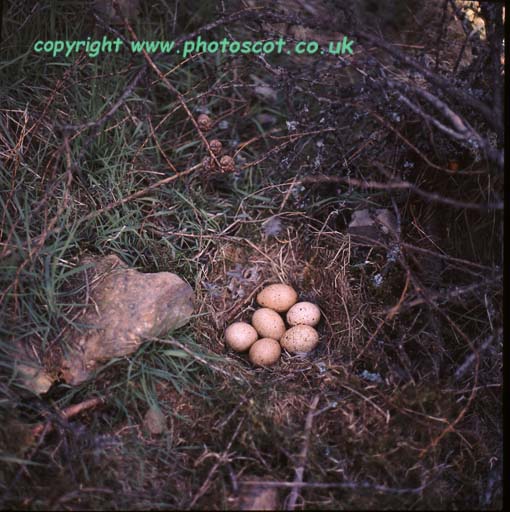 CEP Capercaillie nest c6