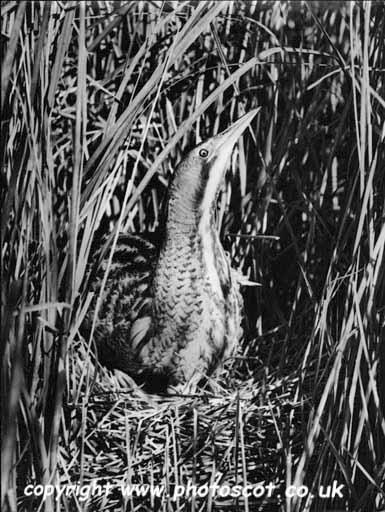 CEP bittern sitting on nest pointing