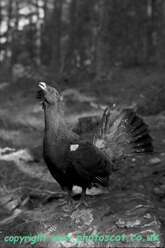 CEP Capercaillie