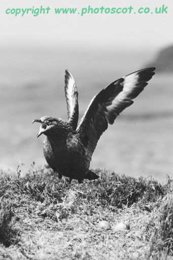 CEP Great Skua, Lewis 1973