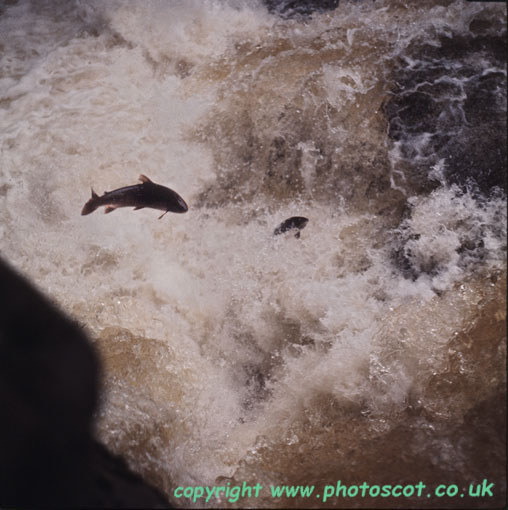 CEP7027 salmon leaping